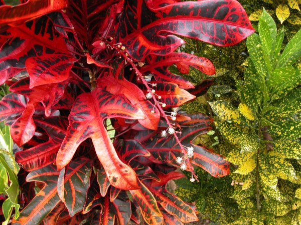 Кротон миссис Айстон