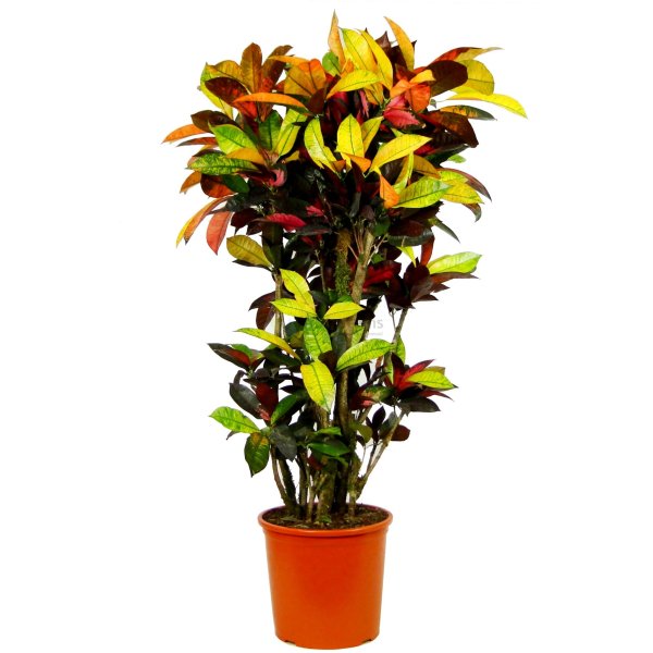 Кротон Рыжик