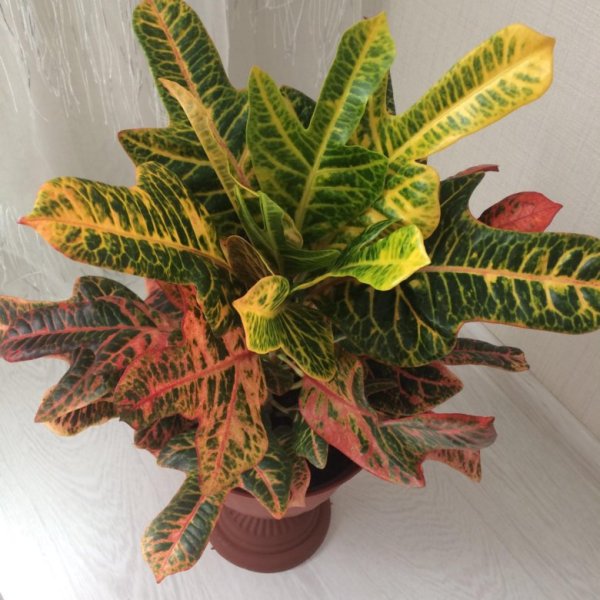 Кротон Кодиеум Вилма