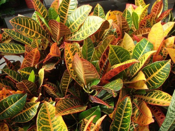 Кодиеум Кротон пестрый