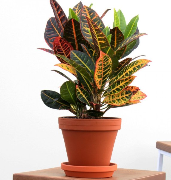 Кодиеум Вилма