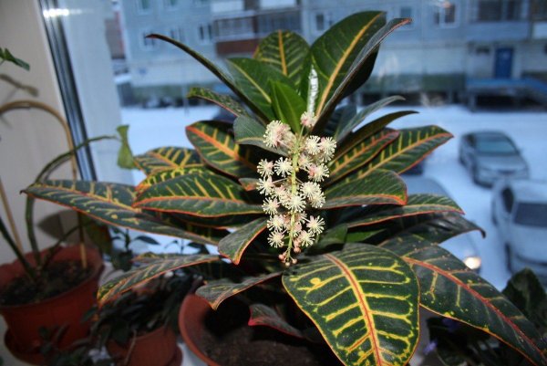 Кротон Кодиеум Экселент