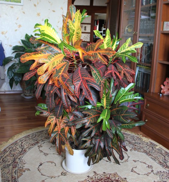 Кодиеум Кротон Пальма