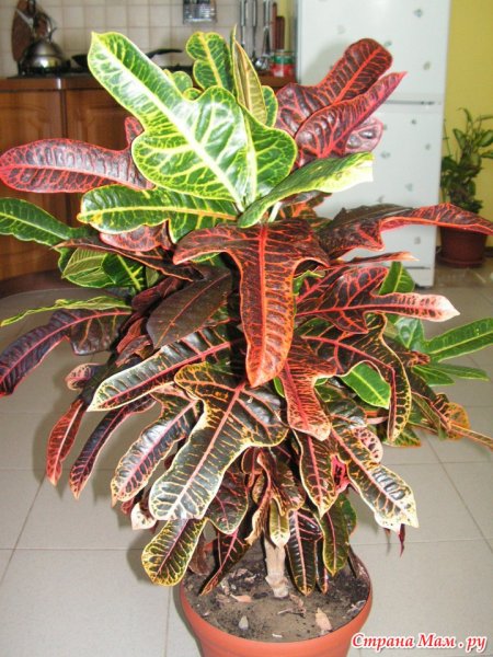 Кодиеум Кротон пестрый