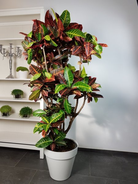 Цветок Кодиеум пестрый