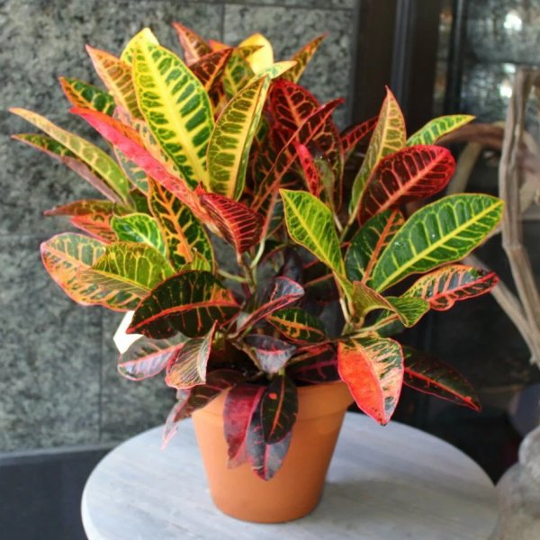 Кодиеум аукуболистный Кротон