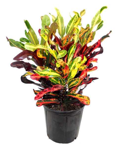 Кодиеум Варигатум Петра