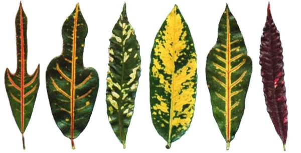 Молочай Кротон