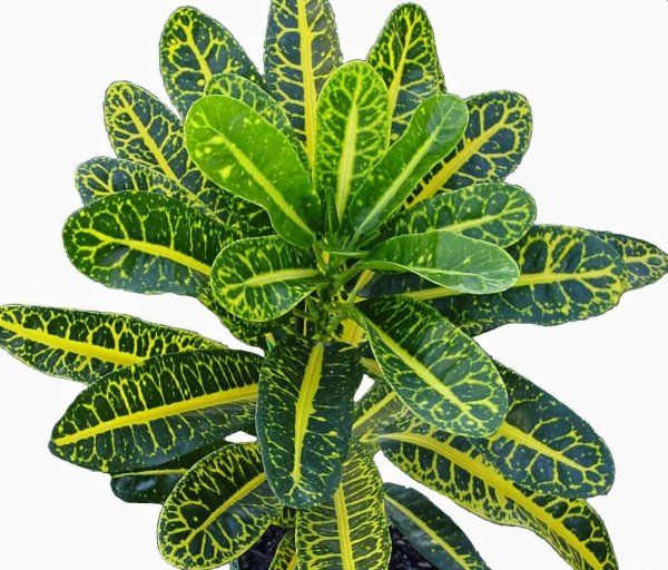 Кодиеум аукуболистный Кротон