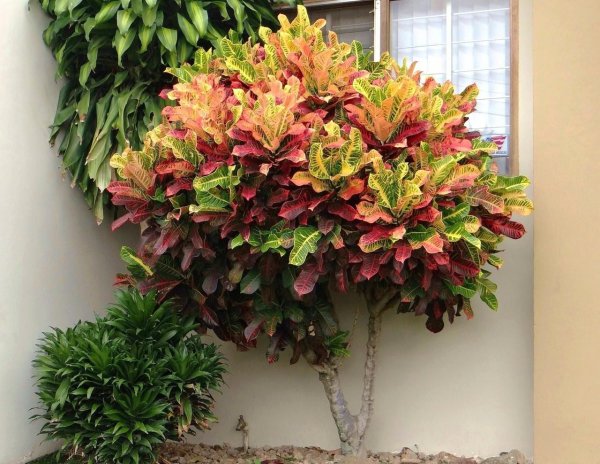 Кодиеум Кротон цветение