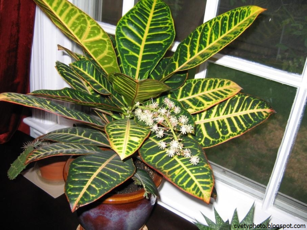 Цветок Кодиеум Кротон