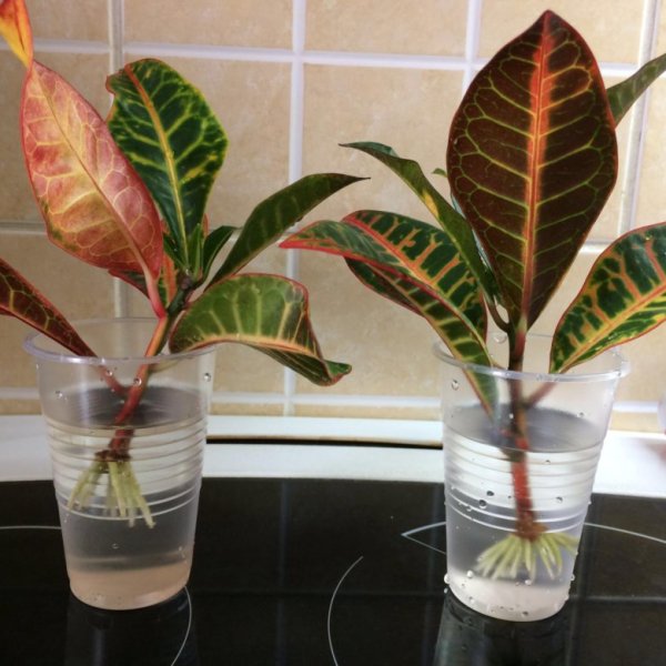 Кротон Кодиеум Экселент