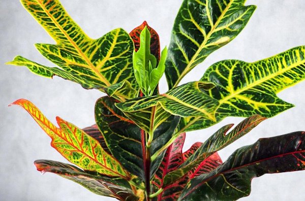 Цветок Codiaeum variegatum