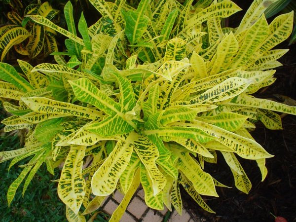 Кодиеум миссис Айстон