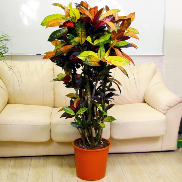 Маранта фикус Кротон