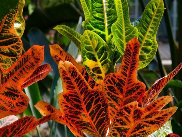 Кодиеум Петра высокий