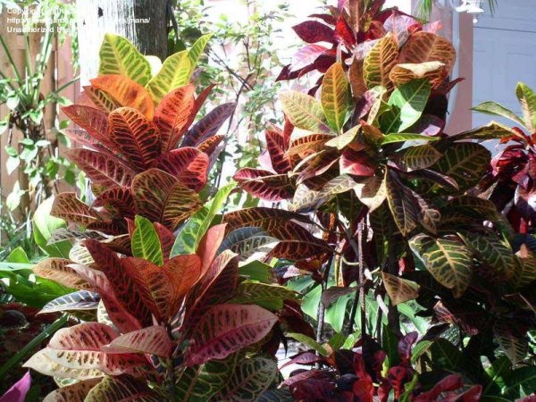 Кодиеум Кротон Пальма