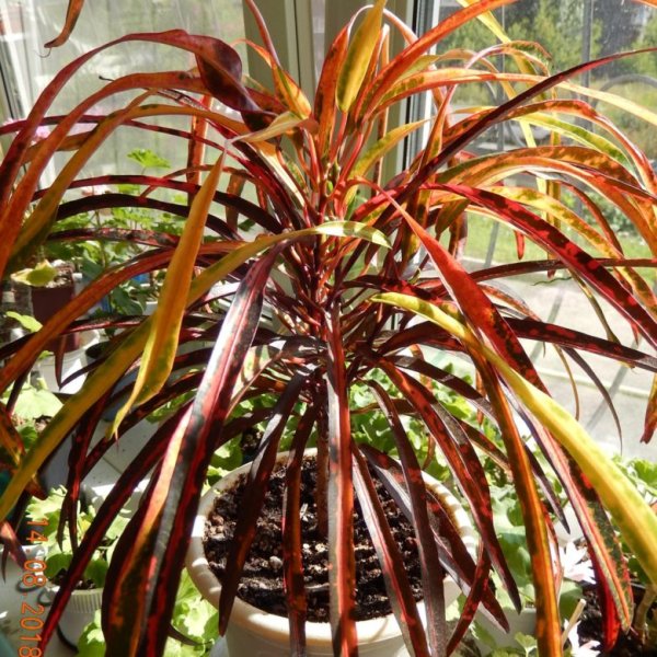 Кротон лировидный