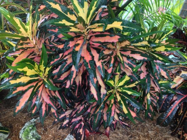 Кротон цветет