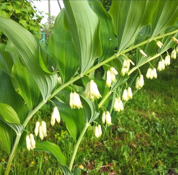 Купена душистая