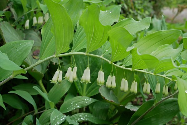 Купена многоцветковая – Polygonatum