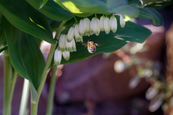 Ландыш купена