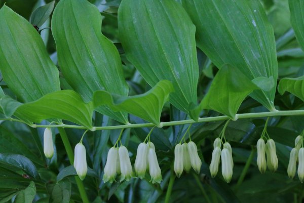 Купена мутовчатая