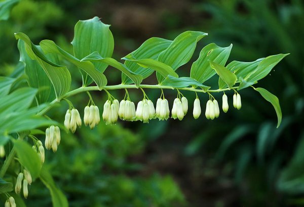 Купена Кавказская