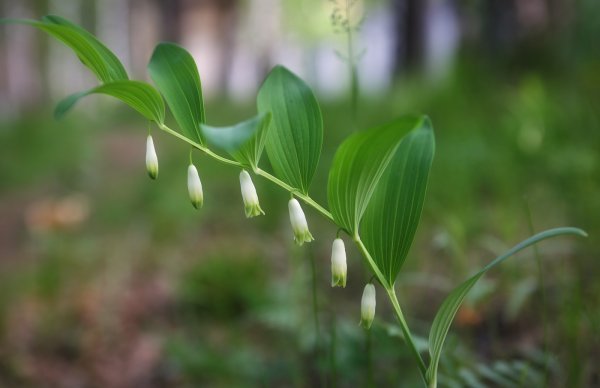 Купена (Polygonatum)