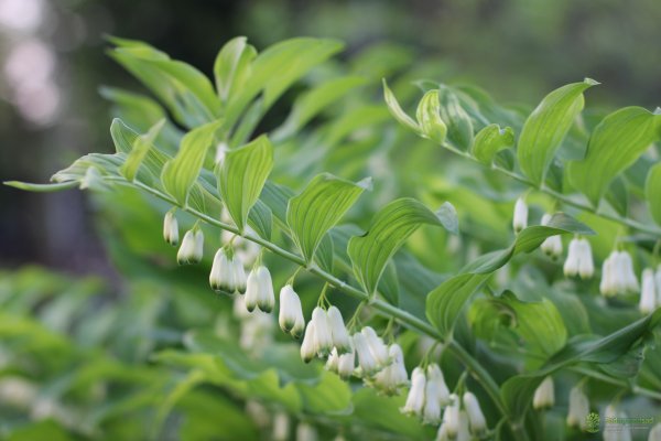 Купена двухцветковая