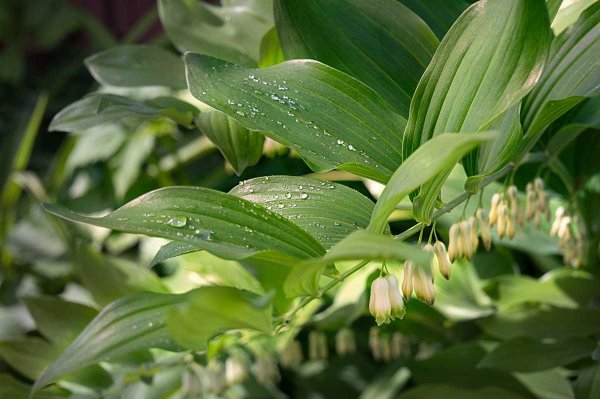 Купена растение