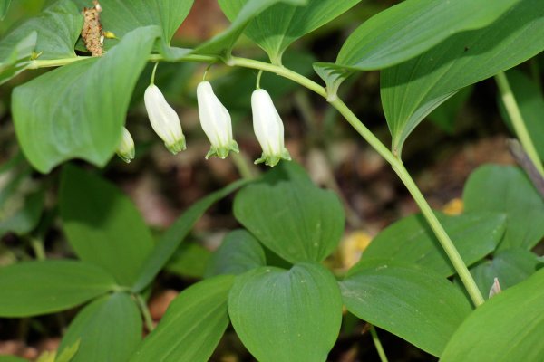 Купена многоцветковая ягоды