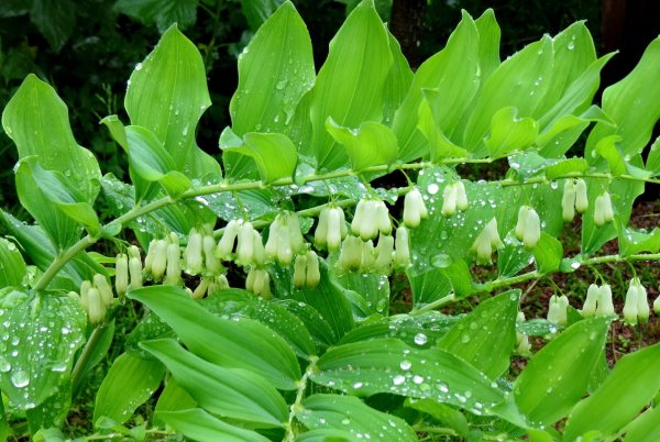 Купена многоцветковая . . . . . С3. . .