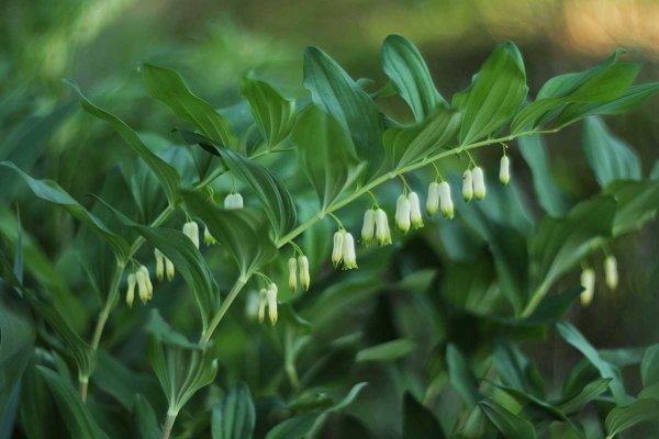 Купена мутовчатая