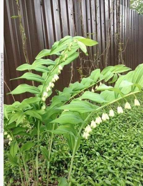 Ландыш купена