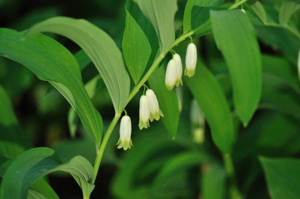 Купена двухцветковая