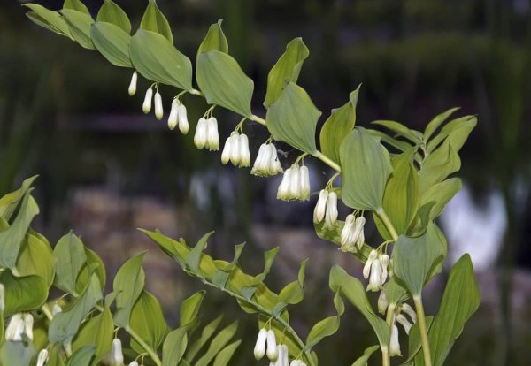 Купена (Polygonatum)