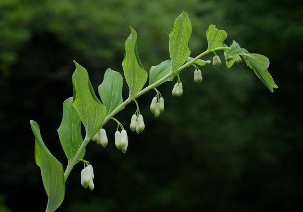 Купена двухцветковая