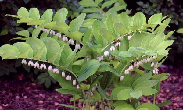 Садовый Ландыш купена