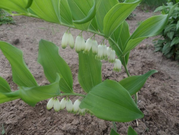 Купена белоокаймленная