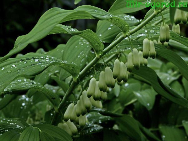 Садовый Ландыш купена