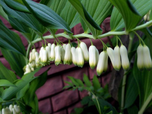 Ландыш купена