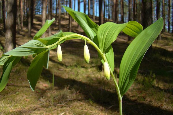 Купена (Polygonatum)