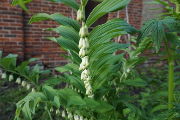 Купена (Polygonatum)