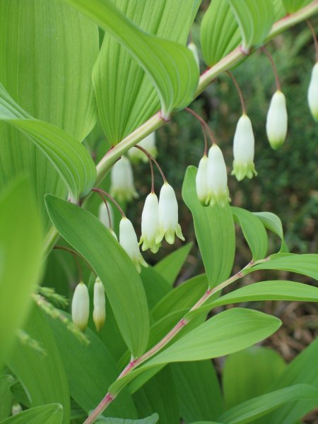 Купена (Polygonatum)