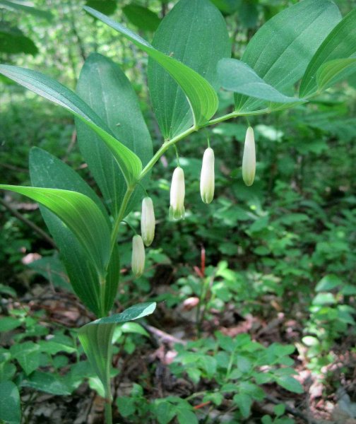 Купена (Polygonatum)