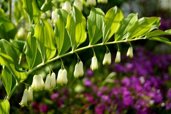 Купена Кавказская