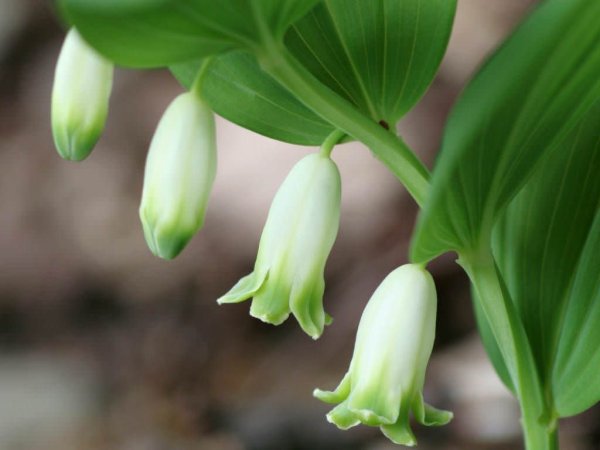 Садовый Ландыш купена