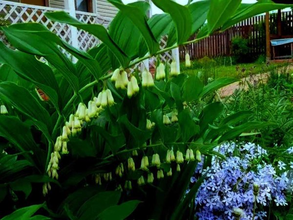 Купена многоцветковая (Polygonatum multiflorum)