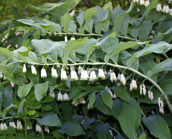 Купена многоцветковая (Polygonatum multiflorum)